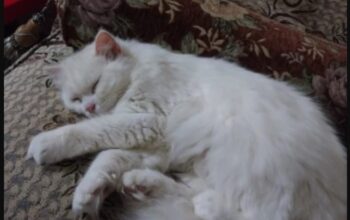 قطة شيرازي بيور عمرها ١٠ شهور للتبني مجانا .
