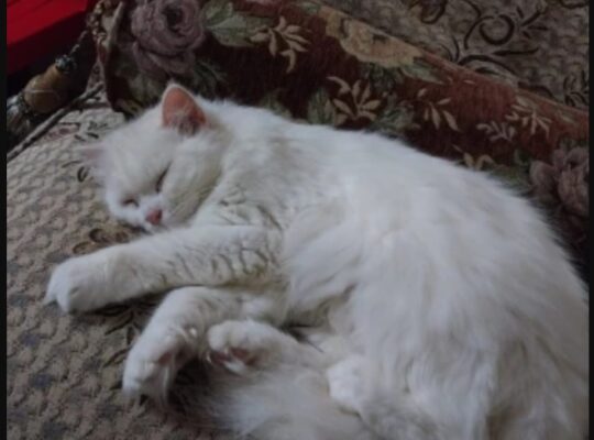 قطة شيرازي بيور عمرها ١٠ شهور للتبني مجانا .