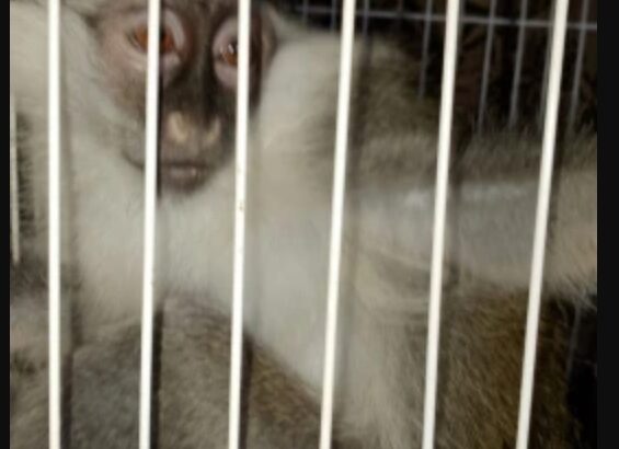 دكر ونتايه نسانيس عبلنجى