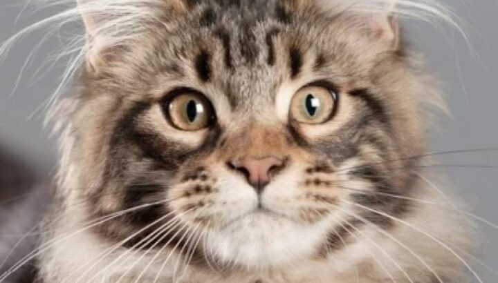 قط ماين كون ذكر للتبني