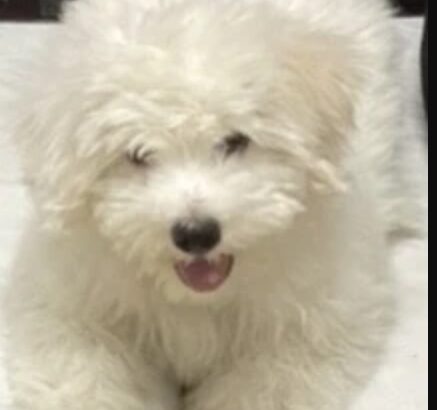 كلب هافانيز عمره ٤ شهور ذكر لونه ابيض