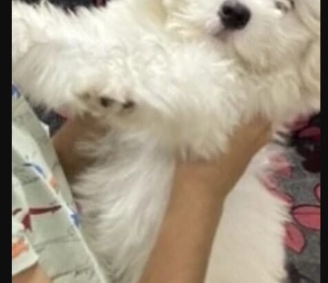 كلب هافانيز عمره ٤ شهور ذكر لونه ابيض