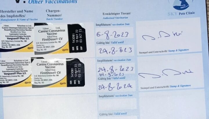 كلب هافانيز عمره ٤ شهور ذكر لونه ابيض