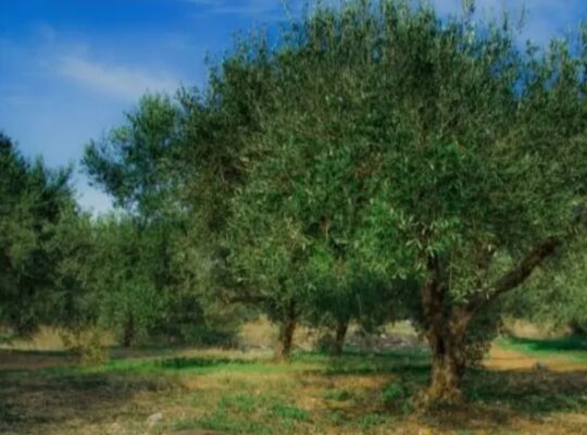فرصة كراء مزرعة الأشجار الزيتون المثمرة خيار مثالى