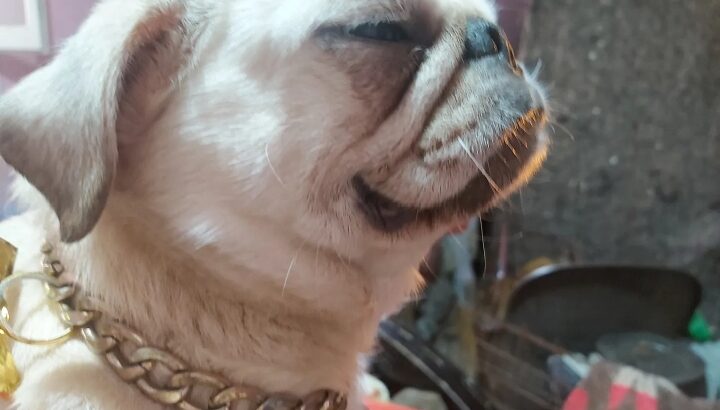 كلبة نتاية حامل في ٤٥ يوم للبيع لون مميز مستورده .