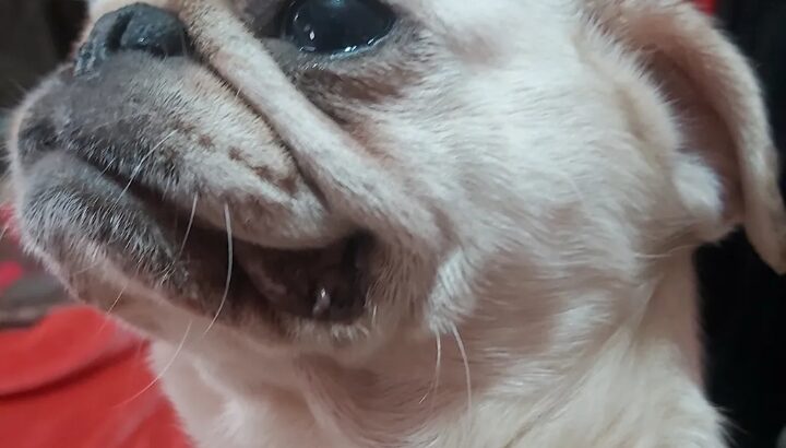 كلبة نتاية حامل في ٤٥ يوم للبيع لون مميز مستورده .