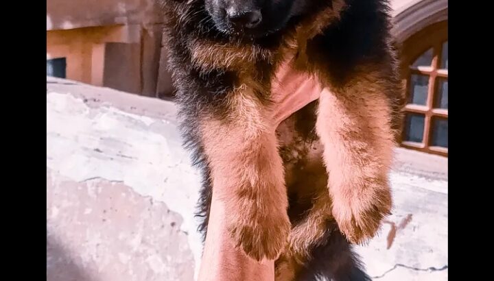 كلب جرو جيرمن دبدوب شعر لونج هير للبيع بالزقازيق