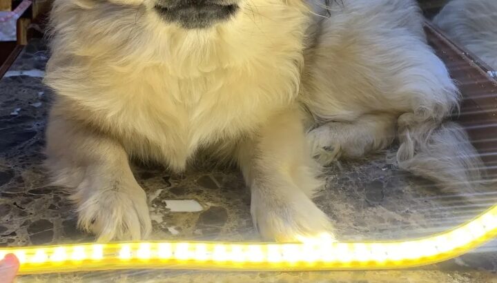 كلب لبيع ميني هافنيز أطراف قصيره فراء كثيفه دبدوبه