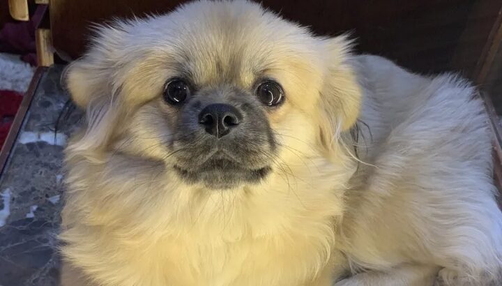 كلب لبيع ميني هافنيز أطراف قصيره فراء كثيفه دبدوبه