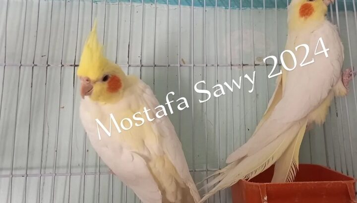 ببغاوات كوكتيل أو كروان لاتيني بيرلات انثتان جميل