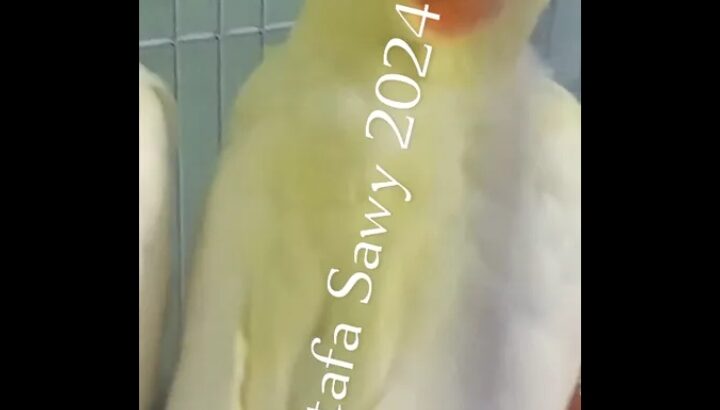 ببغاوات كوكتيل أو كروان لاتيني بيرلات انثتان جميل