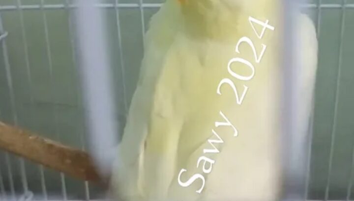 ببغاوات كوكتيل أو كروان لاتيني بيرلات انثتان جميل