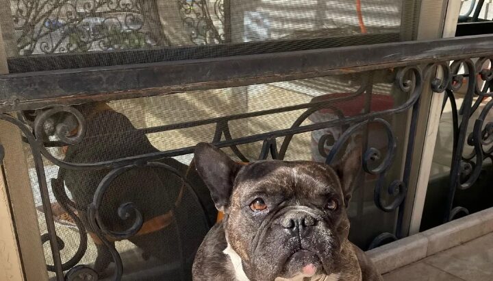Female French Bulldog For sale للبيع في مصر الان .
