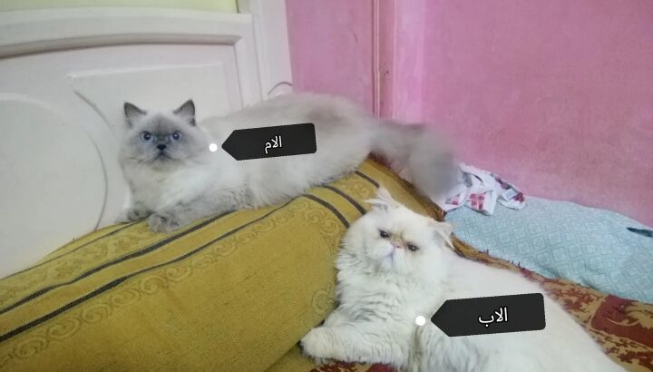 قطط للبيع نوع الهيمالايا معاها بطاقة تطعيمات جميل