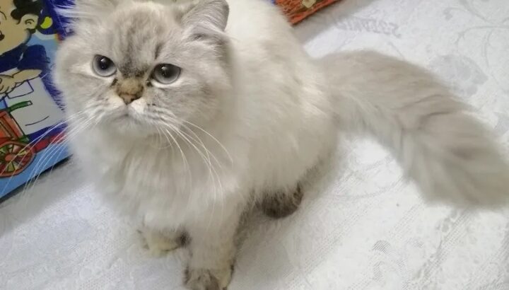 قطط للبيع نوع الهيمالايا معاها بطاقة تطعيمات جميل