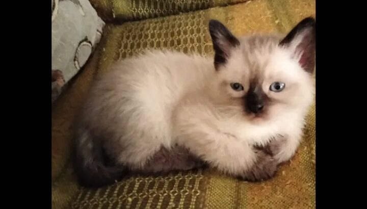 قطط سيامي بيور صغيرة للبيع قطة بيوت نظيفة جدا هادي