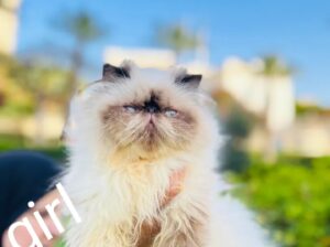 adorable Himalayan cat registered father CFA قطط