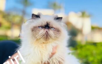 adorable Himalayan cat registered father CFA قطط