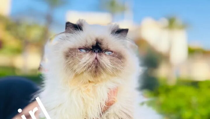 adorable Himalayan cat registered father CFA قطط