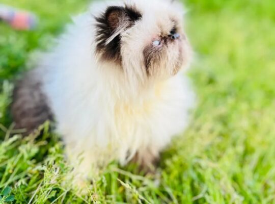 adorable Himalayan cat registered father CFA قطط