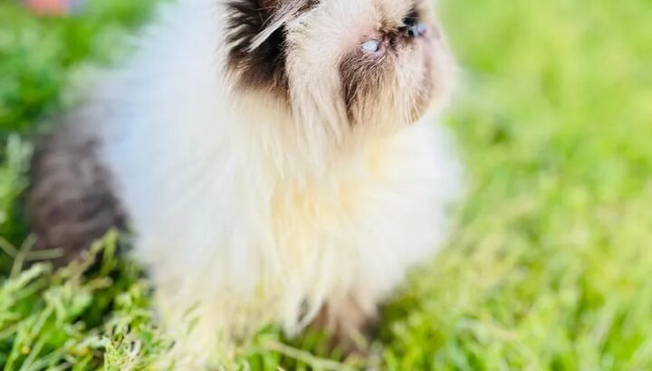 adorable Himalayan cat registered father CFA قطط