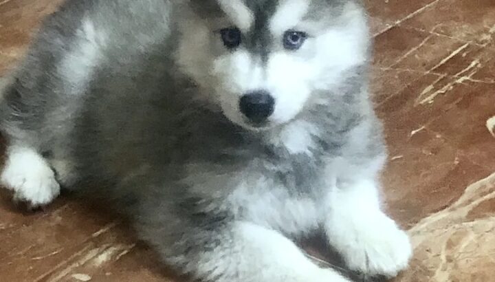 جرو بيور هاسكي 45 يوم اصلي متاح الآن بالقاهرة جميل