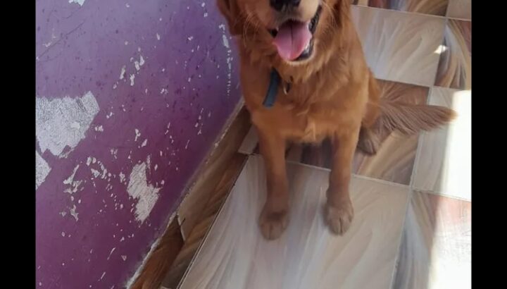 كلب للبيع صغير وهادي جميل جدا وواخد كل التطعيمات .