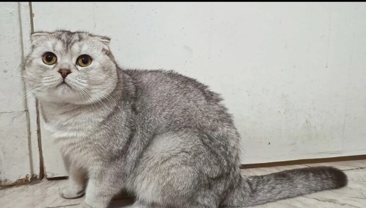 قط للبيع نوعها سكوتش سيلفر تربل فولد ولد سكوتش سيل