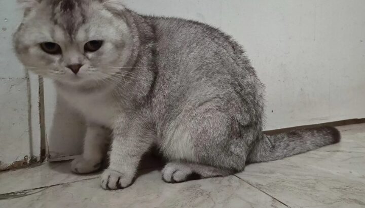 قط للبيع نوعها سكوتش سيلفر تربل فولد ولد سكوتش سيل