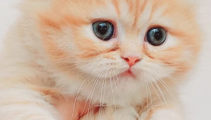 Scottish straight مدربين ليتر بوكس شكلهم جميل جدا