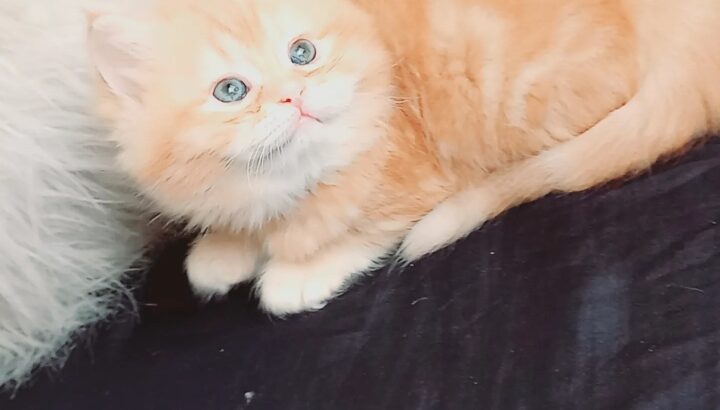 Scottish straight مدربين ليتر بوكس شكلهم جميل جدا