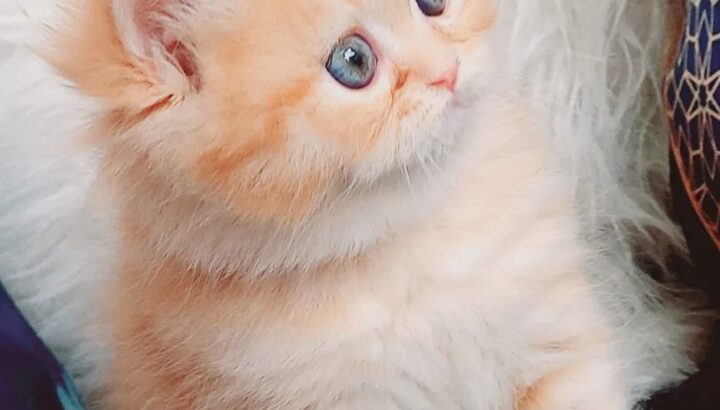 Scottish straight مدربين ليتر بوكس شكلهم جميل جدا