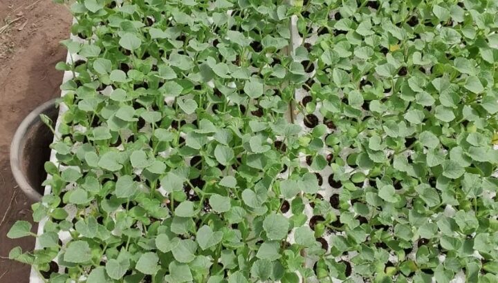صنيتين شتلات كنتالوب 400 شتلة للبيع الصينية 200شتل