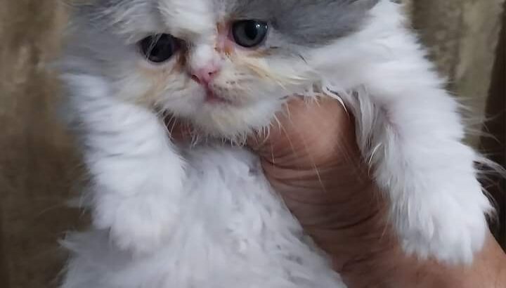 قطه انثي بيرشن هاف كاليكو فان بلو للبيع