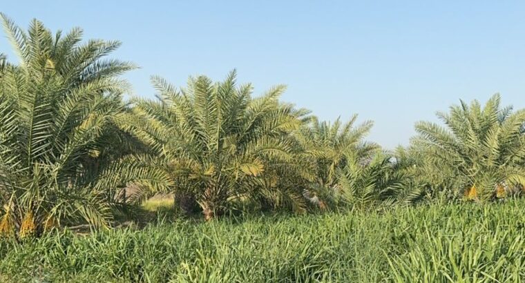 مزرعة للبيع في منطقة شوكة في إمارة راس الخيمة