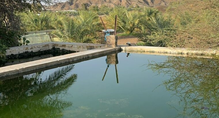 مزرعة للبيع في منطقة شوكة في إمارة راس الخيمة