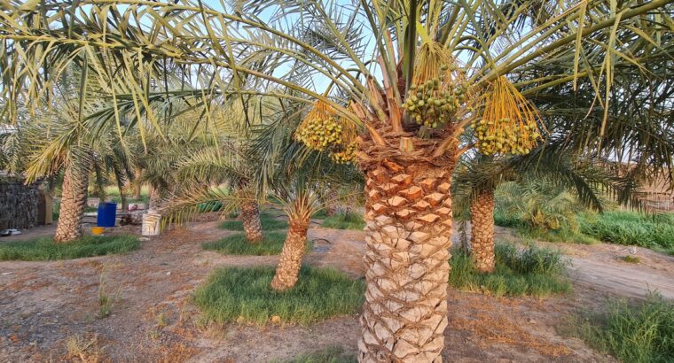 مزرعة للبيع في منطقة شوكة في إمارة راس الخيمة