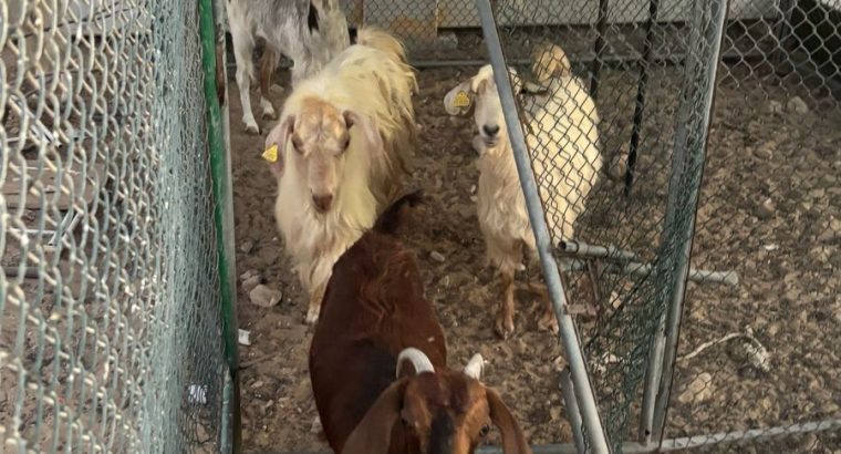 عدد أربع مواشي