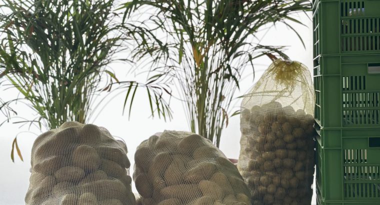 للمصانع والمطاعم بطاطس Zorba تصنيعي