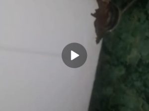 غسالة هوڤر 7 كيلو