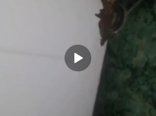 غسالة هوڤر 7 كيلو